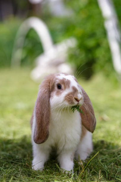 istock A white-brown rabbit sits on the grass on a summer sunny day 1390216538