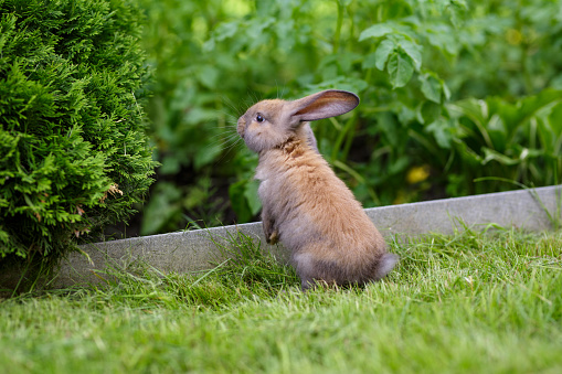 A brown baby rabbit sits on the grass on a summer sunny day. A cute bunny sits on a meadow close-up photo.