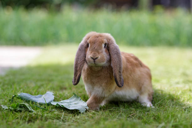 istock A brown rabbit sits on the grass on a summer sunny day. 1390216547