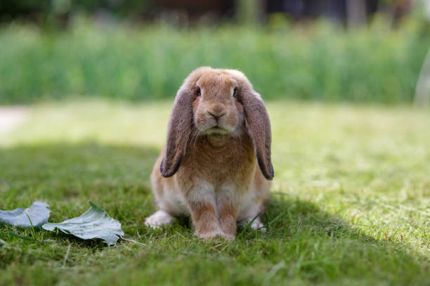 istock A brown rabbit sits on the grass on a summer sunny day. 1390216557