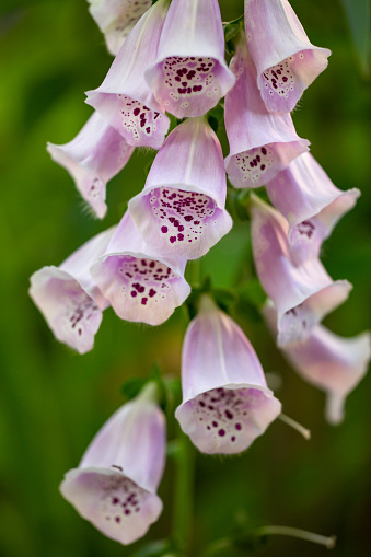 Pink digitalis purpurea close up photo in a summer day. Common foxglove flower on a green background macro photography. Light pink flowers with bright purple spots on the petals garden photo.