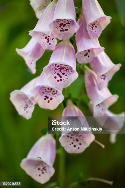 Pink Digitalis Purpurea Close Up Photo In A Summer Day Stock Photo - Download Image Now