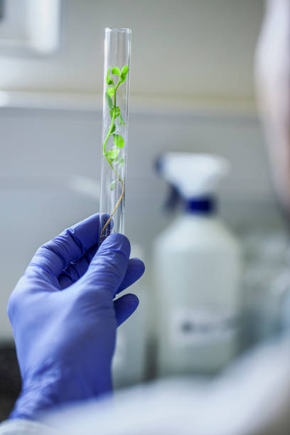 istock Close up of scientist holding germinated seed sample inside test tube 1390219558