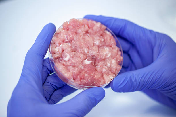 Close up of food engineer´s hands wearing latex gloves holding petri dish with lab grown meat sample inside stock photo