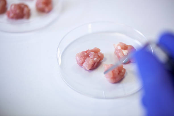 istock View of cultivated meat samples in Petri dish 1390219638