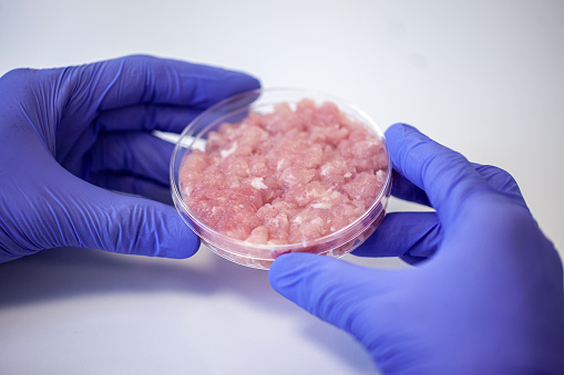 Close up of food engineer´s hands wearing latex gloves holding petri dish with cultivated meat samples inside