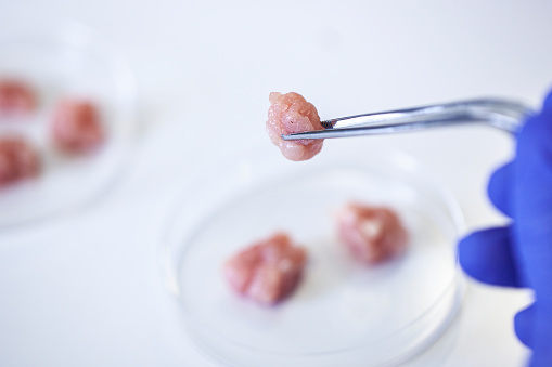 Close up view of scientist's hand holding cultivated meat sample with precision tweezers and petri dish