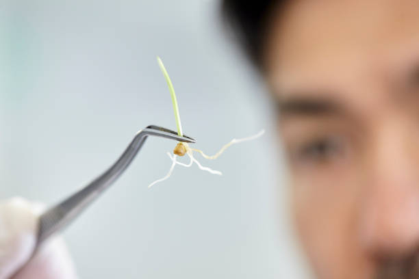 Close-up view of a lab-grown sprout being held by a scientist with a pair of tweezers