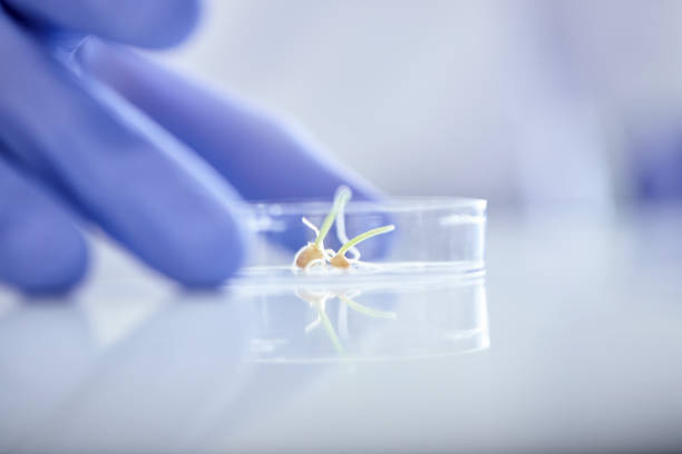 Close-up side view of a hand holding a Petri dish containing lab-grown sprouts