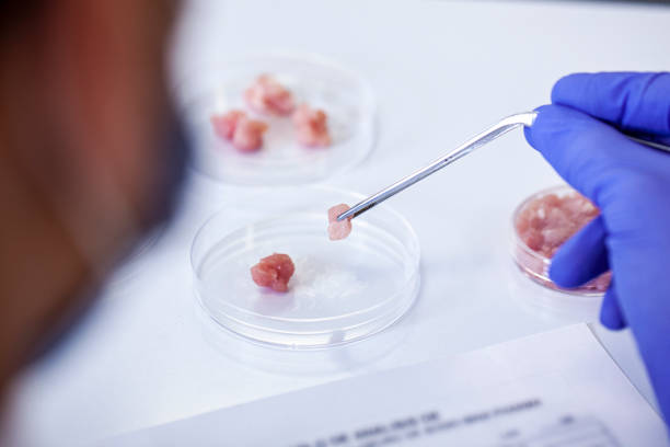 Close up shot of cultivated meat sample being held with a set of tweezers Close up view of a scientist's hand holding a cultivated meat sample with tweezers research ethics stock pictures, royalty-free photos & images