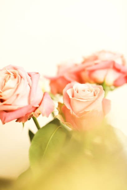 Rosebuds soft focus background, macro color shooting, blurring and defocus