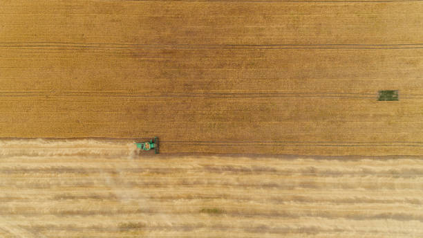 istock Aerial view combine harvester harvesting on the field 1390223584
