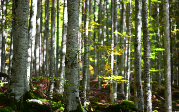 istock the forest turns green in spring 1390224136