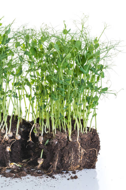 istock Pea micro greens sprouts, young pea shoots isolated on white 1390226094