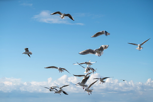 Seagull bird floating with wings in the blue sky