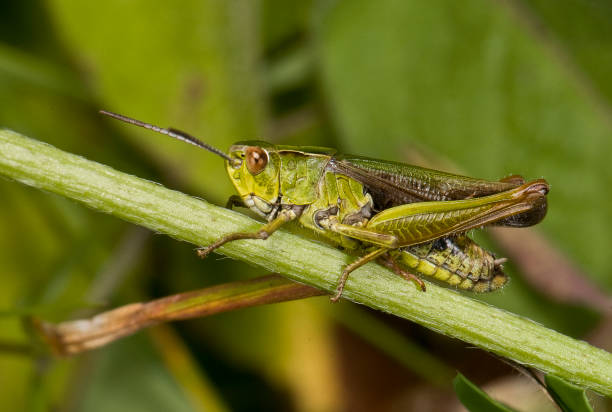 istock Common Green Grasshopper. Omocestus viridulus. 1390227485