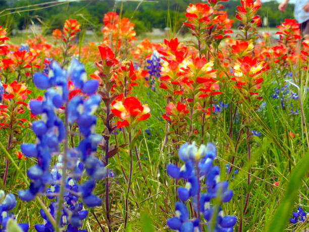 istock Bluebonnets and Indian Paintbrush 1390227729