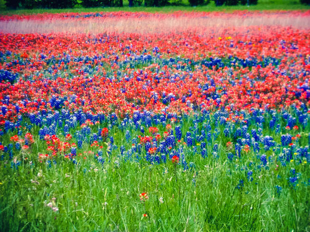 istock Bluebonnets and Indian Paintbrush 1390227798