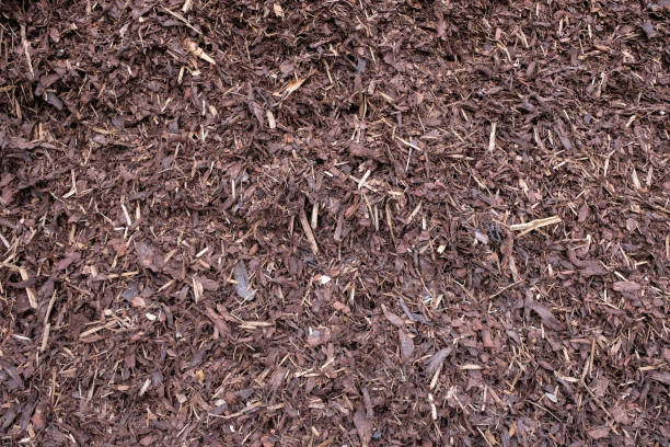 istock Wood mulch background. Bark trees for design. 1390228505