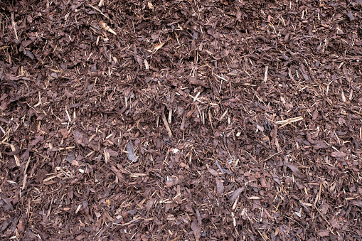 Wood mulch background. Bark trees for design.