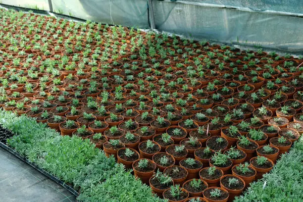 Pots with garden plants in a greenhouse in sunlight. Greenhouse small business.