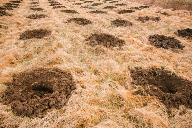 Some rows of round holes in the ground ready for planting trees on a field. stock photo
