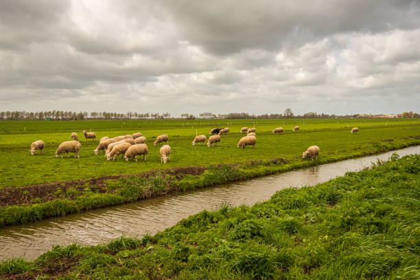 양과 도랑이있는 특징적인 네덜란드 땜납 풍경 - alblasserwaard 뉴스 사진 이미지