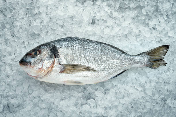 istock Whole, fresh dorado fish on ice. Close-up. Fresh seafood 1390233974