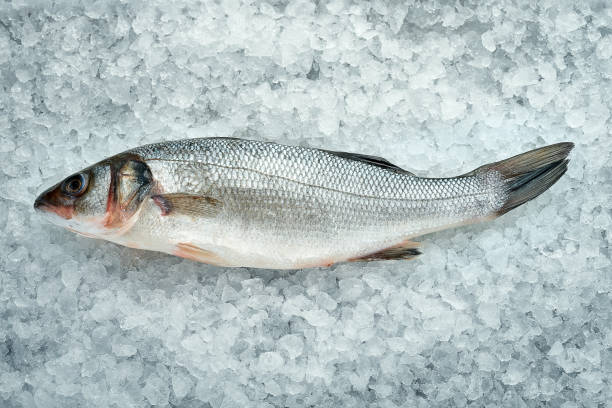 istock Whole, fresh mullet fish on the ice. Close-up. Fresh seafood 1390233996