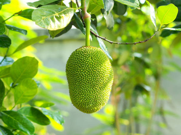 jackfruit tree - chlebowiec zdjęcia i obrazy z banku zdjęć