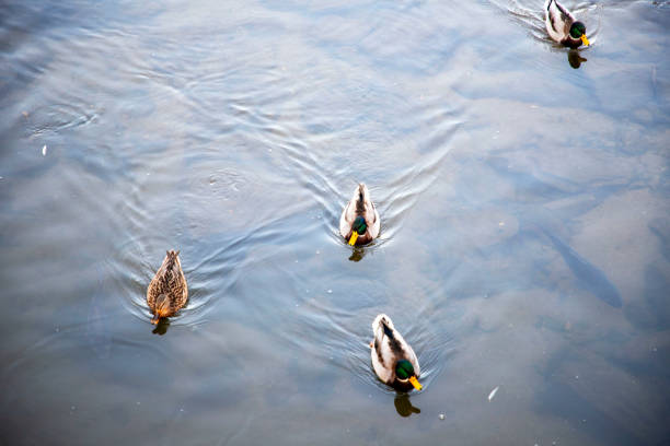 istock Ducks in Yangpyung,  Seoul 1390234470