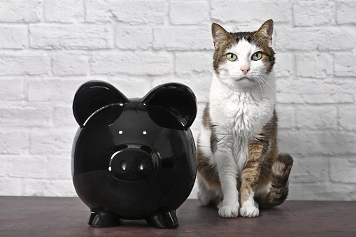 Tabby cat sitting next to a piggy bank and loking funny at camera.