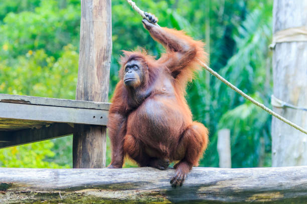 Indonesia Orangutan Forest Red Hair Stock Photos, Pictures & Royalty-Free Images - iStock Indonesia Orangutan Forest Red Hair Stock Photos, Pictures & Royalty-Free Images - iStock