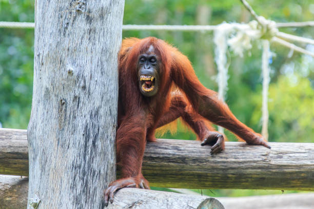 Indonesia Orangutan Forest Red Hair Stock Photos, Pictures & Royalty-Free Images - iStock Indonesia Orangutan Forest Red Hair Stock Photos, Pictures & Royalty-Free Images - iStock