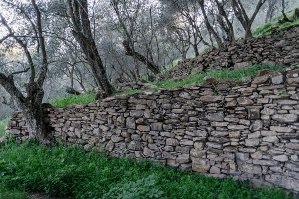 istock Natural stone walls at an olive grove 1390240873