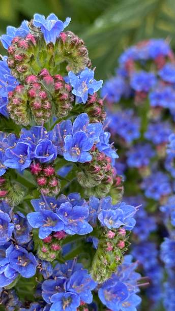 istock flower - detail - plant 1390241359