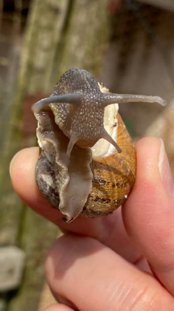 istock close - snail - detail 1390242079
