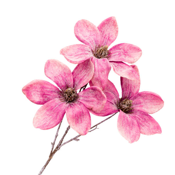 istock Pink magnolia flowers isolated on white background. 1390242231