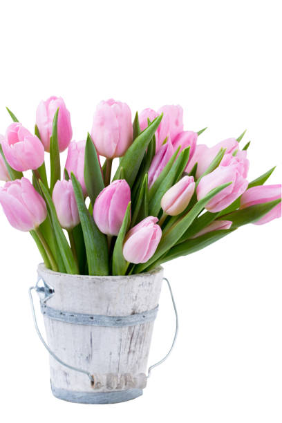 istock Spring easter tulips in bucket on white vintage background. 1390242252