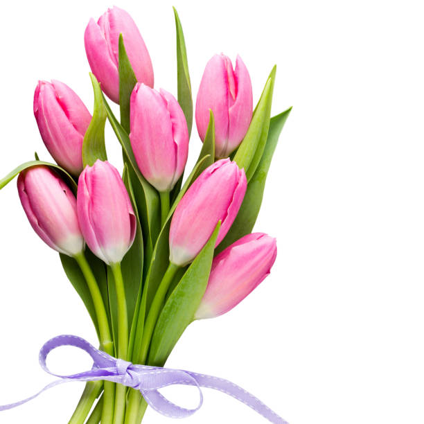 istock Tulip pink, on the gray background. 1390242273