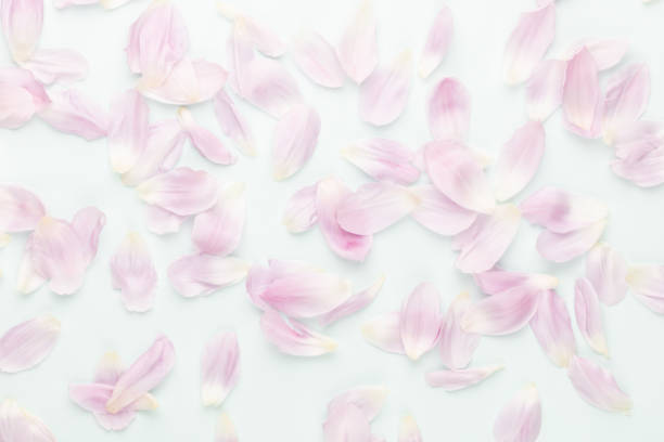 istock Pink tulip petals on pastel background. 1390242632