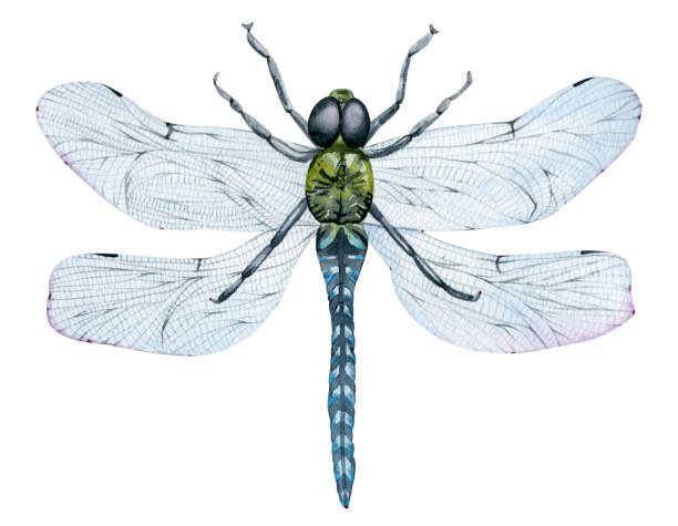 istock Beautiful watercolor flying green dragonfly with blue wings. Hand-drawn insect. 1390242664