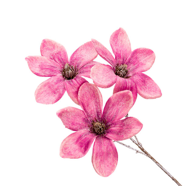 istock Pink magnolia flowers isolated on white background. 1390242738