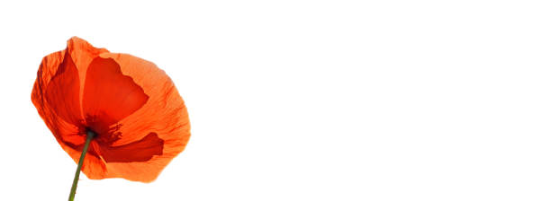 istock beautiful red poppy isolated on white background 1390243407