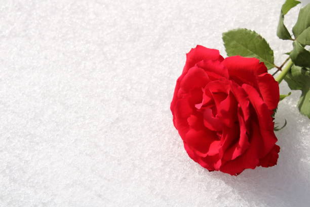 istock red rose flower on a snowy table 1390243788