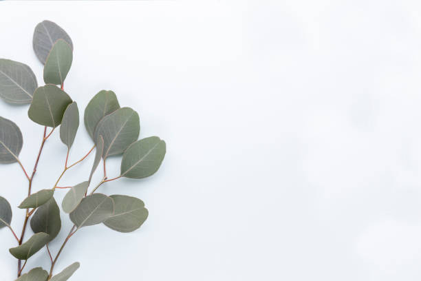 istock Eucalyptus composition. Pattern made of various colorful flowers on white background. Flat lay stiil life. 1390243828
