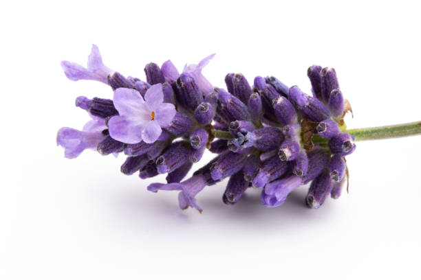 istock Lavender flowers on a white background. 1390244039