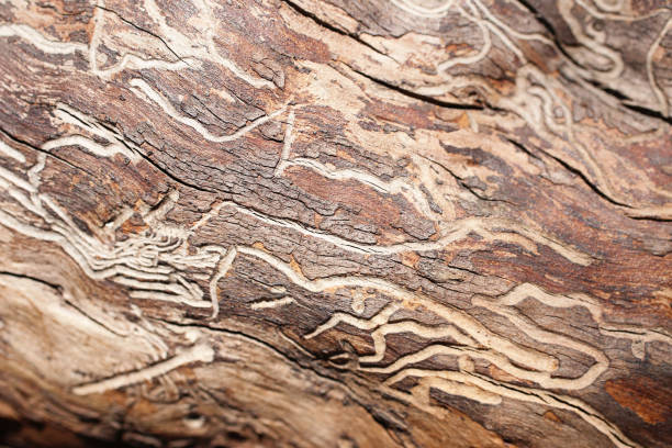 istock Closeup photography of the tree texture with whimsical patterns. 1390244070