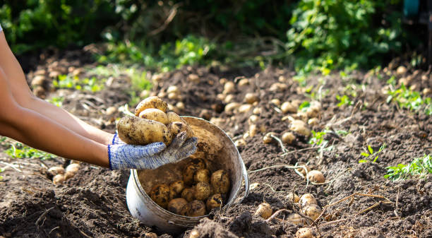 istock harvesting potatoes. Good potato harvest. 1390245355