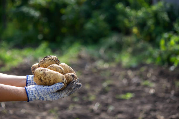 istock harvesting potatoes. Good potato harvest. 1390245368